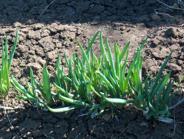 Varieties and types of perennial onions: photo with names