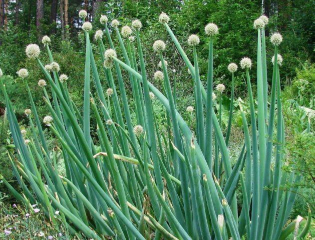 Varieties and types of perennial onions: photo with names