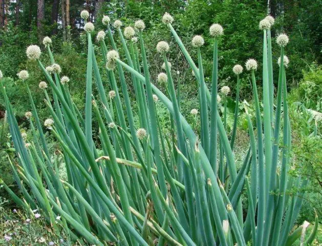 Varieties and types of perennial onions: photo with names