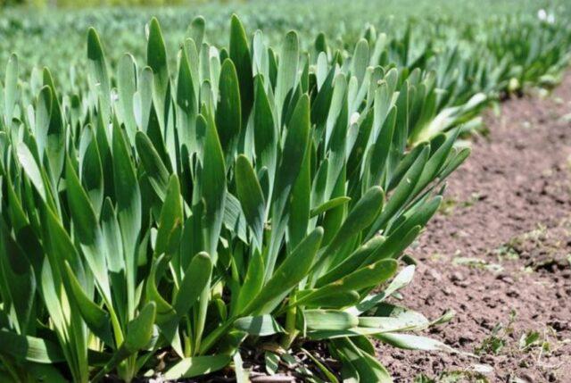 Varieties and types of perennial onions: photo with names