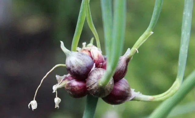 Varieties and types of perennial onions: photo with names