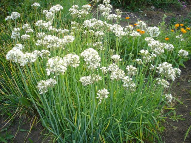 Varieties and types of perennial onions: photo with names