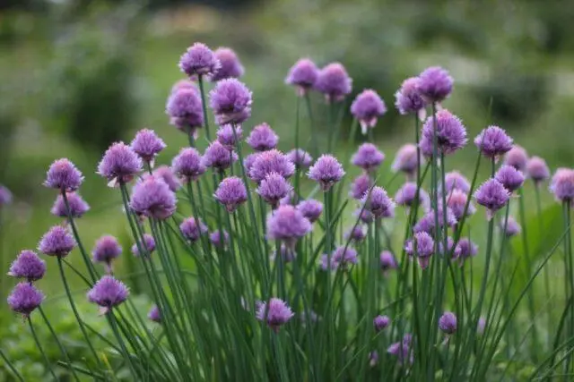 Varieties and types of perennial onions: photo with names