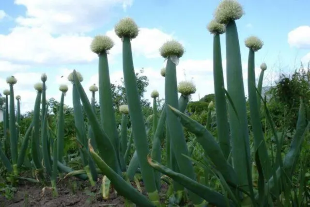 Varieties and types of perennial onions: photo with names