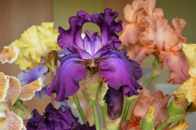 Varieties and varieties of irises with photos and names