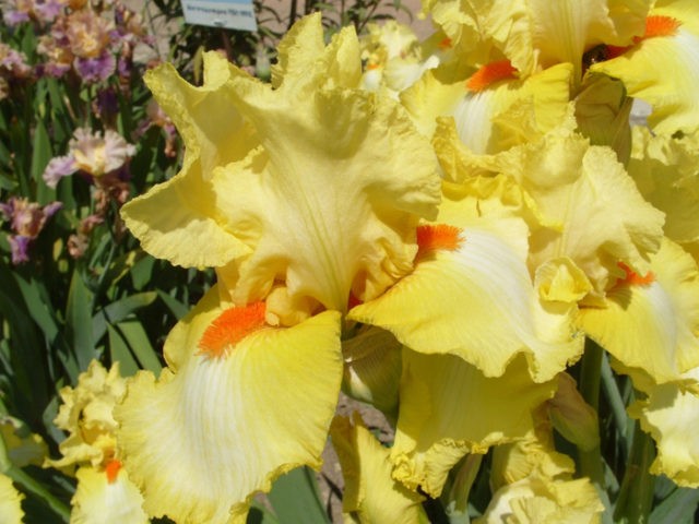 Varieties and varieties of irises with photos and names