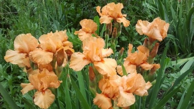 Varieties and varieties of irises with photos and names