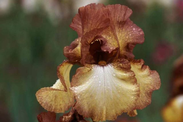 Varieties and varieties of irises with photos and names