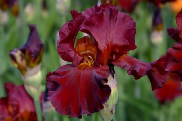 Varieties and varieties of irises with photos and names