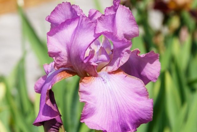 Varieties and varieties of irises with photos and names