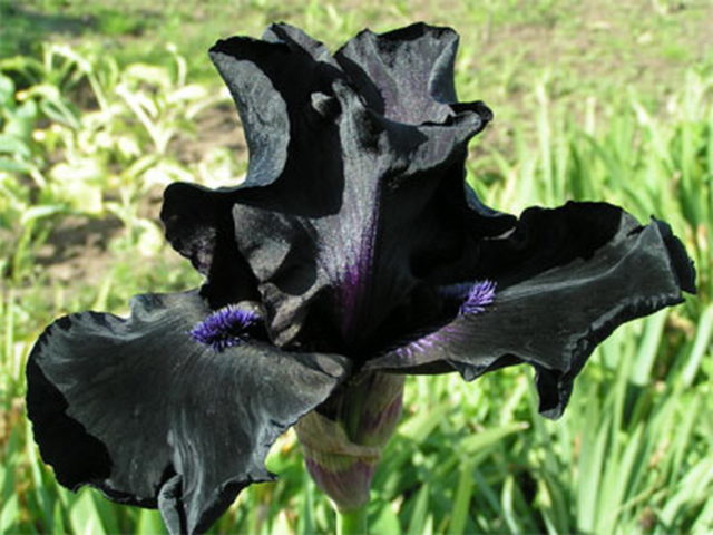 Varieties and varieties of irises with photos and names