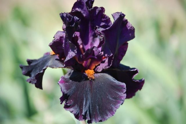 Varieties and varieties of irises with photos and names