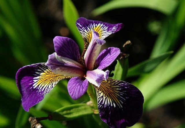 Varieties and varieties of irises with photos and names