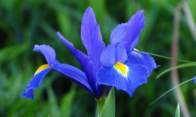 Varieties and varieties of irises with photos and names