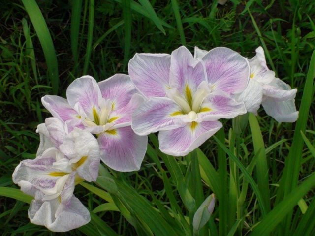 Varieties and varieties of irises with photos and names