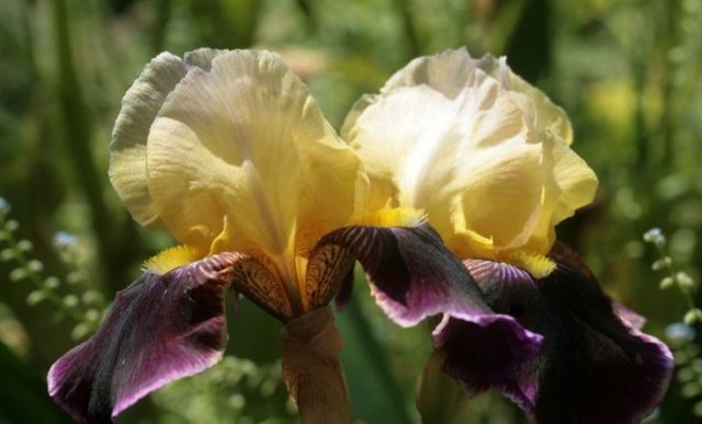 Varieties and varieties of irises with photos and names