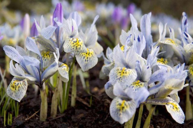 Varieties and varieties of irises with photos and names