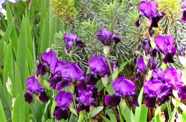 Varieties and varieties of irises with photos and names