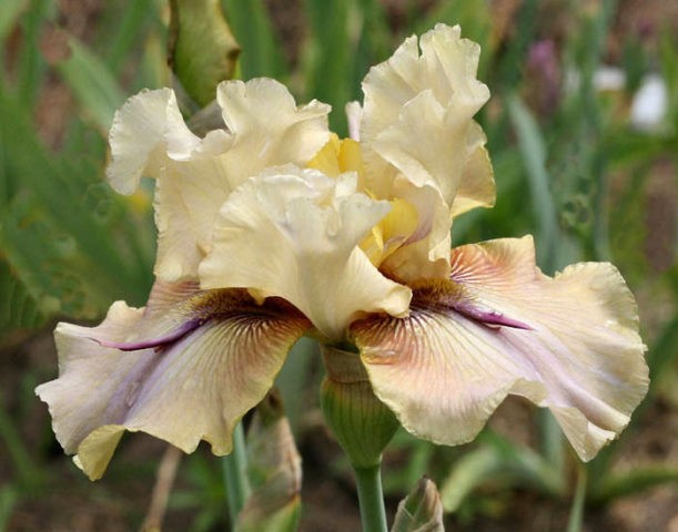 Varieties and varieties of irises with photos and names