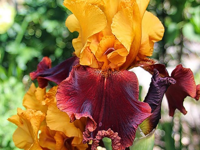 Varieties and varieties of irises with photos and names