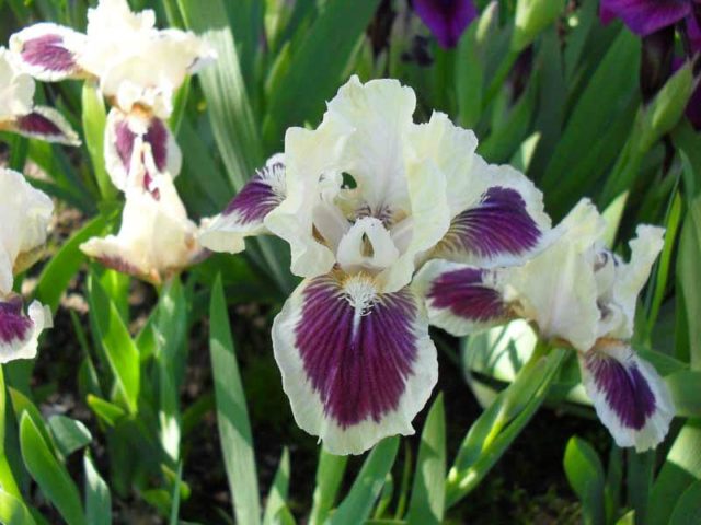 Varieties and varieties of irises with photos and names