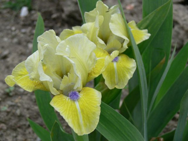 Varieties and varieties of irises with photos and names