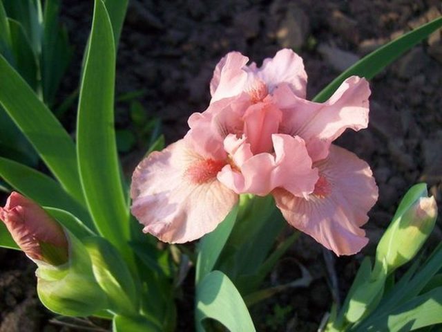 Varieties and varieties of irises with photos and names