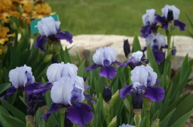 Varieties and varieties of irises with photos and names