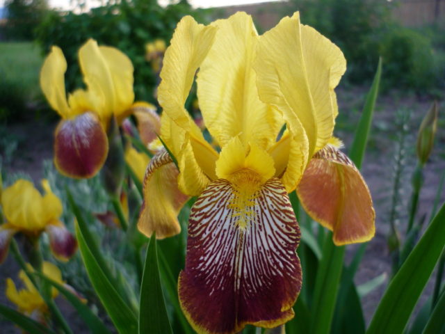 Varieties and varieties of irises with photos and names