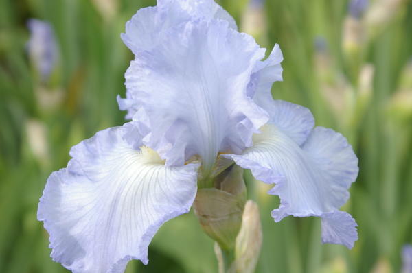 Varieties and varieties of irises with photos and names