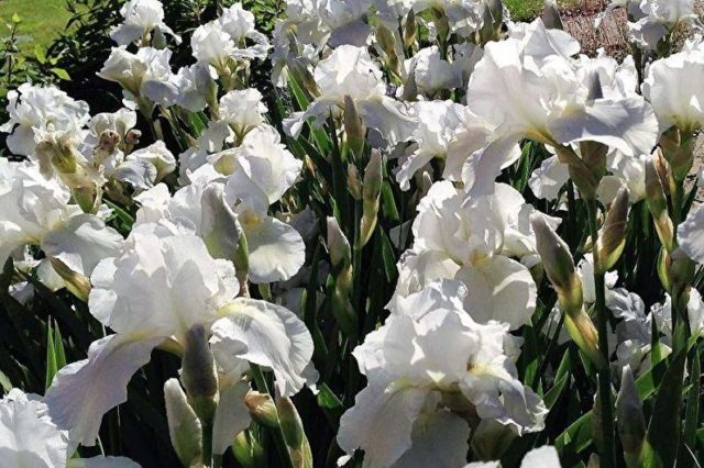 Varieties and varieties of irises with photos and names