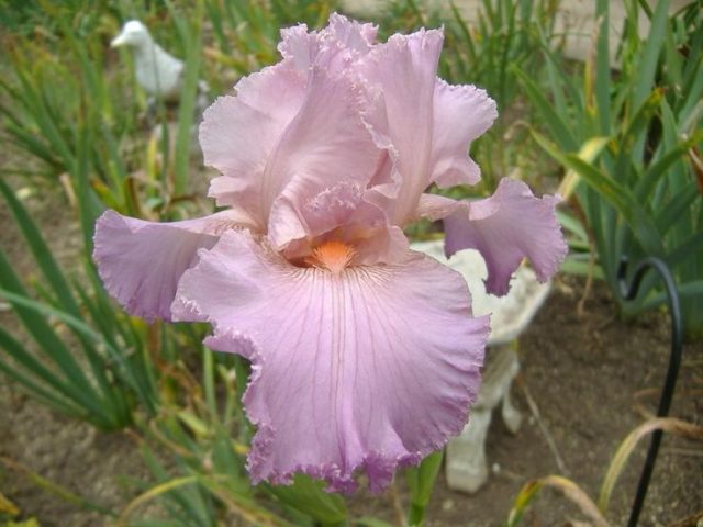 Varieties and varieties of irises with photos and names