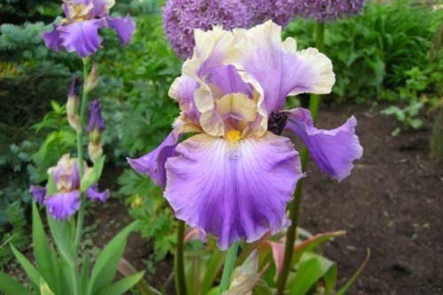 Varieties and varieties of irises with photos and names