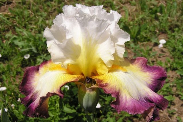 Varieties and varieties of irises with photos and names