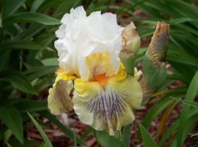 Varieties and varieties of irises with photos and names