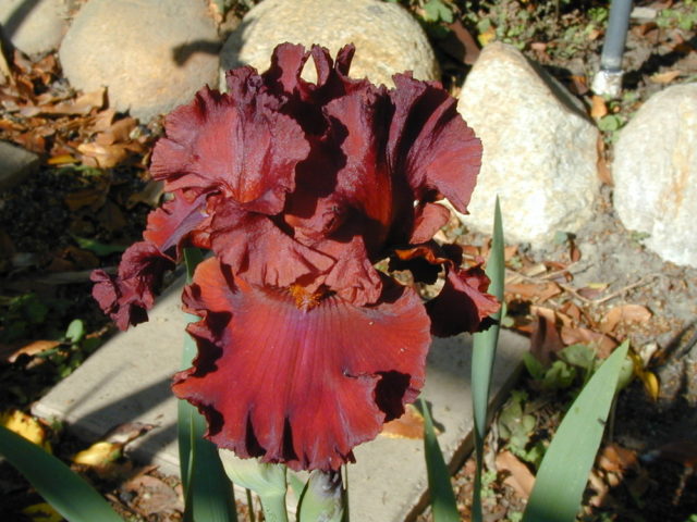 Varieties and varieties of irises with photos and names