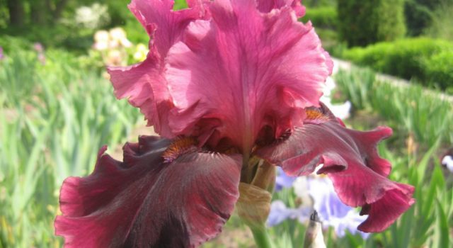 Varieties and varieties of irises with photos and names