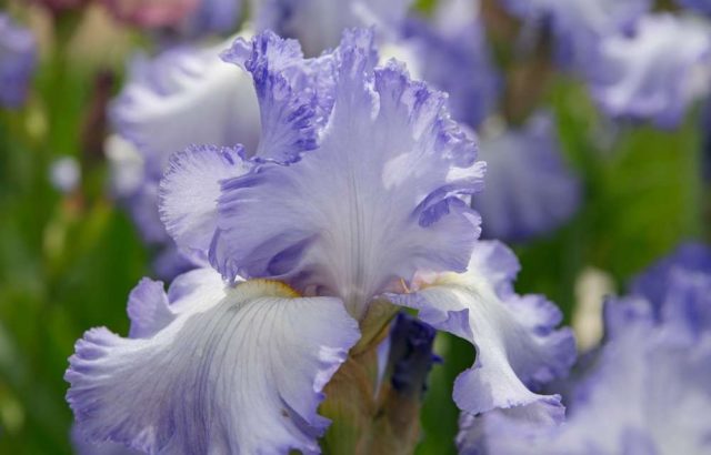 Varieties and varieties of irises with photos and names