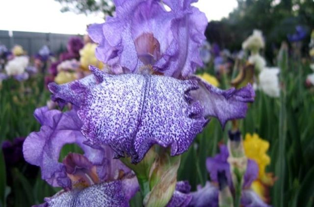 Varieties and varieties of irises with photos and names