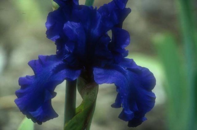 Varieties and varieties of irises with photos and names