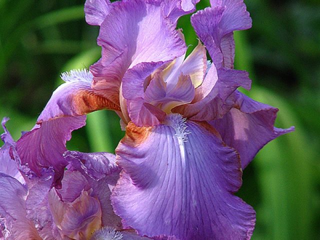 Varieties and varieties of irises with photos and names