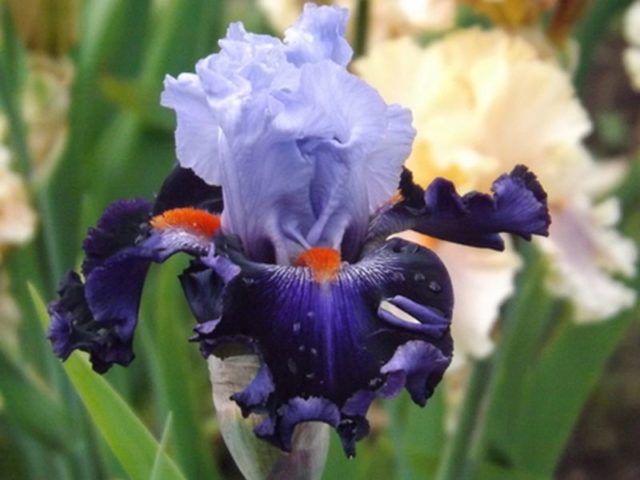 Varieties and varieties of irises with photos and names