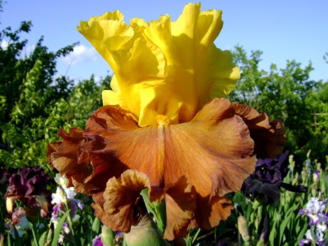 Varieties and varieties of irises with photos and names