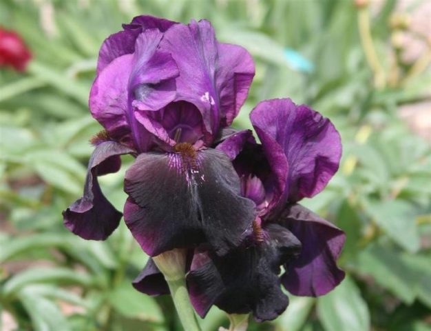 Varieties and varieties of irises with photos and names