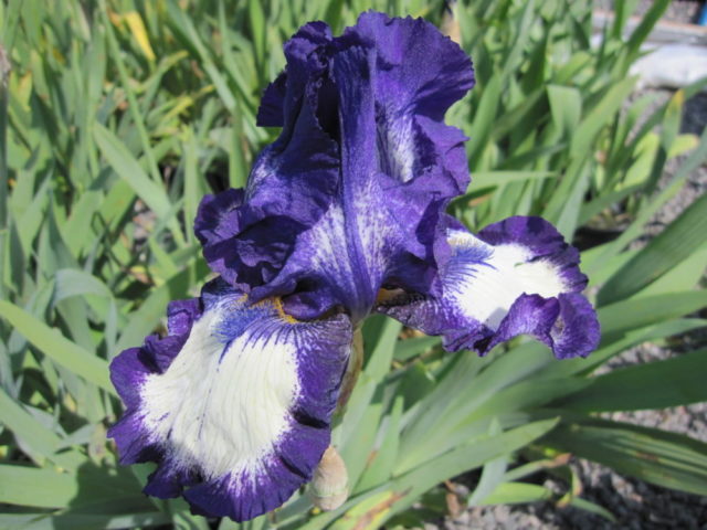 Varieties and varieties of irises with photos and names