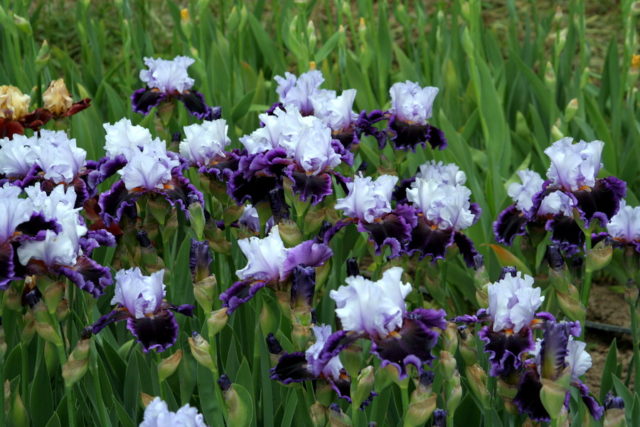 Varieties and varieties of irises with photos and names