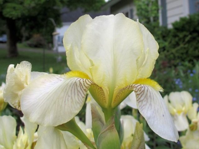 Varieties and varieties of irises with photos and names