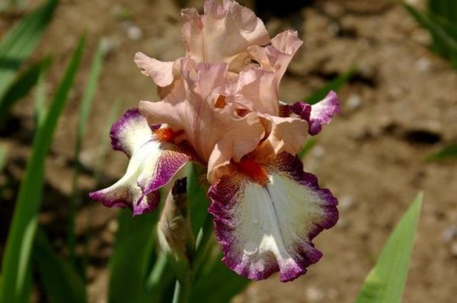 Varieties and varieties of irises with photos and names