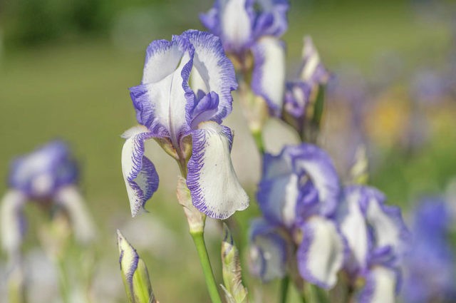 Varieties and varieties of irises with photos and names