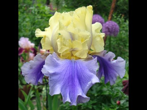 Varieties and varieties of irises with photos and names